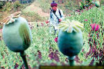 ΟΗΕ: Αύξηση της καλλιέργειας οπίου στη Βιρμανία