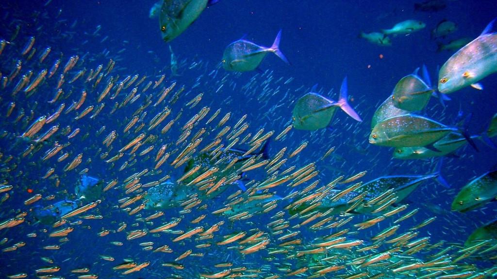 Γέμισε ψάρια το Β.Αιγαίο – “Καλό σημάδι” λένε οι παλιοί
