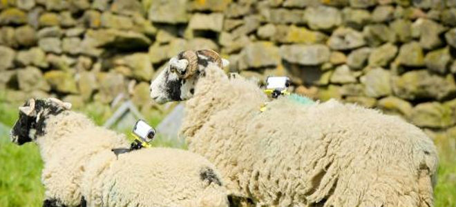 Απίστευτος αγρότης: Έβαλε κάμερες σε πρόβατα για να βιντεοσκοπήσει αγώνα ποδηλάτου