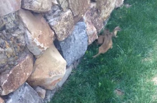 Ξεκαρδιστικό βίντεο: Νυφίτσες προσπαθούν να σκαρφαλώσουν σε τοίχο, ακολουθώντας την μαμά τους