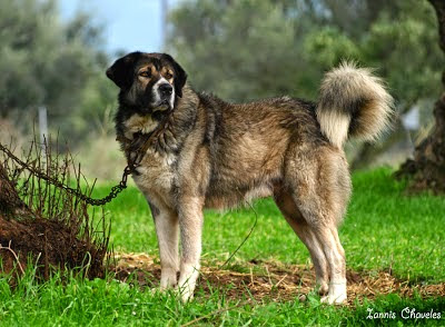 Ελληνικός ποιμενικός: Ο μοναδικός σκύλος που παλεύει με την αρκούδα!