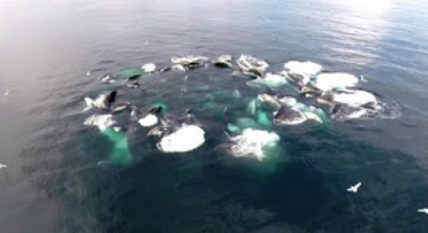 Βίντεο: Παρατήρησαν έναν τεράστιο κύκλο να αφρίζει στη θάλασσα, όταν είδαν τι ήταν έμειναν έκπληκτοι
