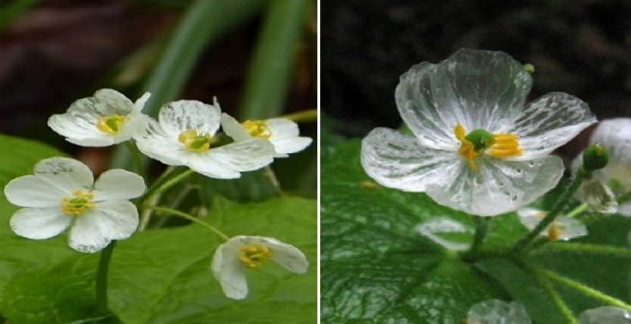 Skeleton Flower: Το λουλούδι που γίνεται διάφανο από λευκό όταν εκτεθεί στο νερό [βίντεο]