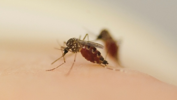 Τα κουνούπια μεταλλάσσονται και αντέχουν στα… εντομοκτόνα