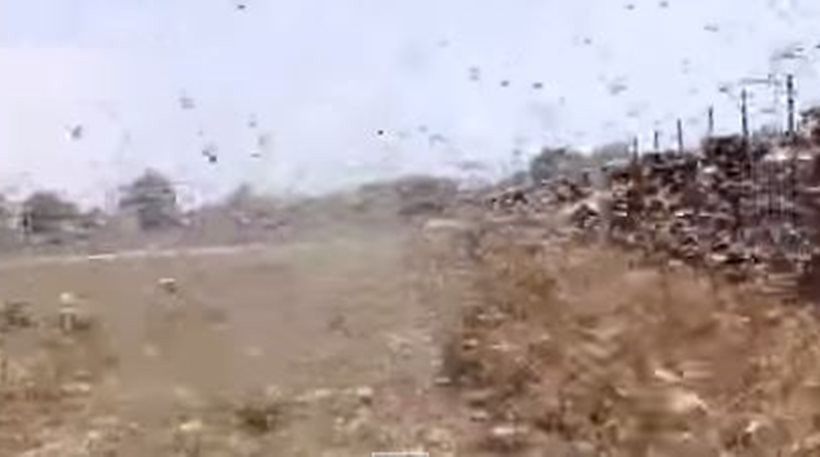 Βίντεο: «Συννέφιασε» ο ουρανός από την εισβολή χιλιάδων ακρίδων στη Ρωσία