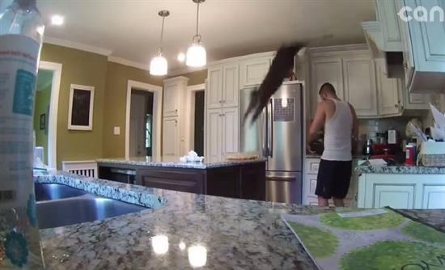 «Αεροπλανική» προσγείωση γάτας καταστρέφει το δείπνο ενός άνδρα [βίντεο]