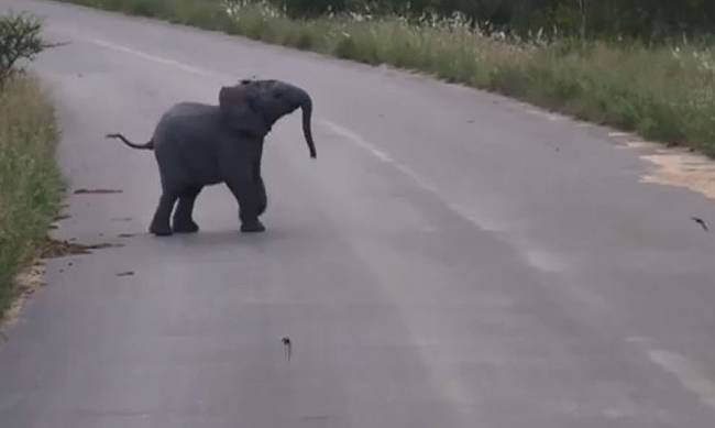 Θα τρελαθείτε: Ελεφαντάκι παίζει με τα χελιδόνια (video)