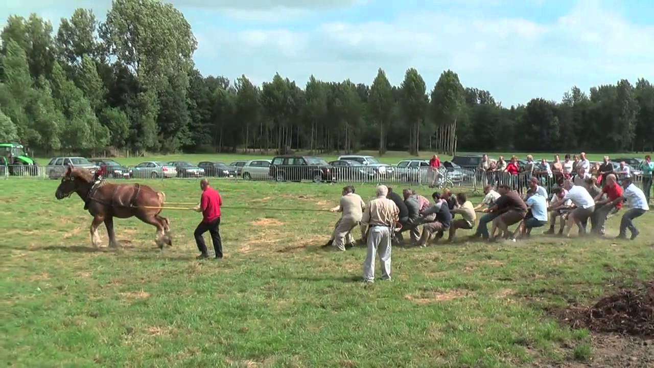 Ένα άλογο εναντίον 18 ανδρών! [βίντεο]