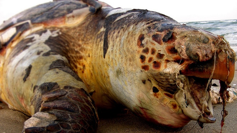 Νεκρές θαλάσσιες χελώνες εκβράστηκαν στην Πρέβεζα
