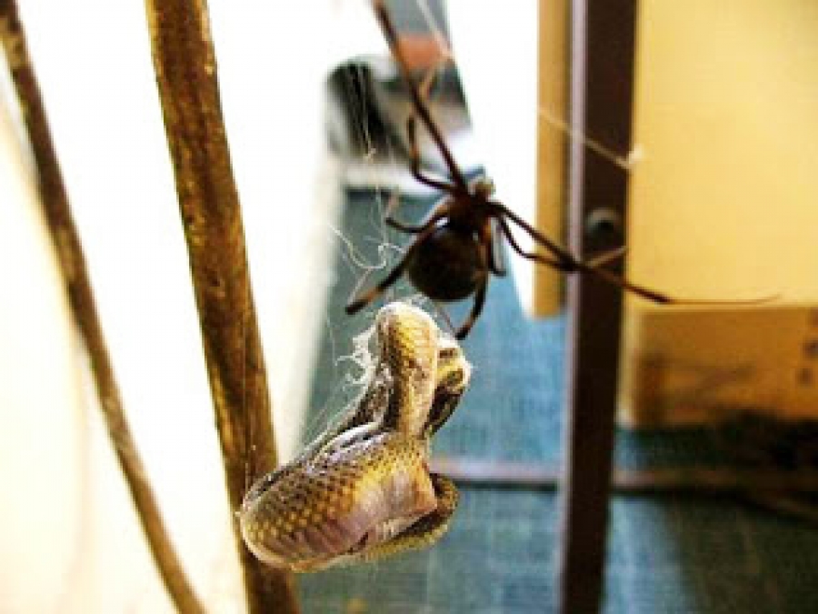 Δεν έχετε ξαναδεί κάτι αντίστοιχο: Αράχνη… καταβροχθίζει ολόκληρο φίδι (εικόνες)