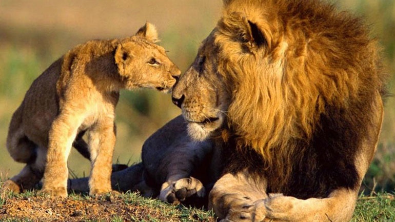Έτσι απειλείται το αφρικανικό λιοντάρι [γράφημα]