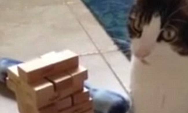 Χαρισματικό γατάκι παίζει jenga και… τινάζει το ίντερνετ στον αέρα [βίντεο]
