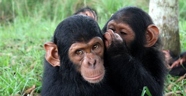 Κι όμως οι χιμπατζήδες…κουτσομπολεύουν: «Μιλάνε» για δέντρα και τα αγαπημένα τους φρούτα