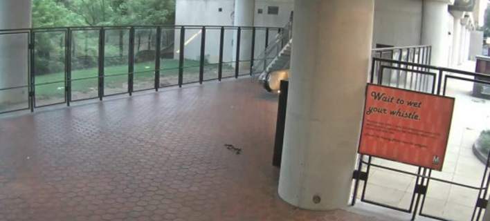 Η άγρια φύση στο μετρό της Ουάσινγκτον – Εμφανίστηκε φίδι και έφαγε ένα πουλί [εικόνα]