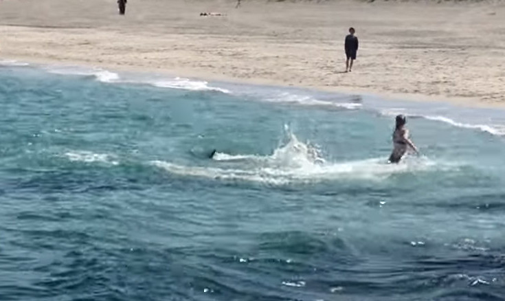 Επίθεση… δελφινιού [βίντεο]
