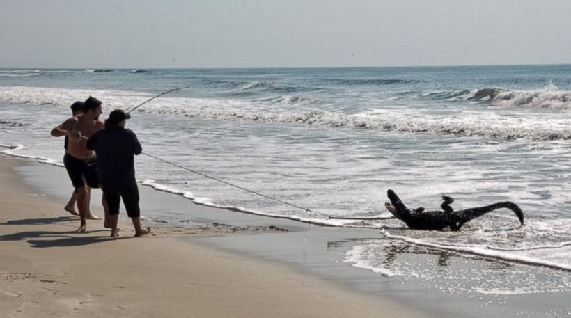 ΗΠΑ: Δίμετρος αλιγάτορας αιχμαλωτίστηκε σε παραλία (εικόνες)