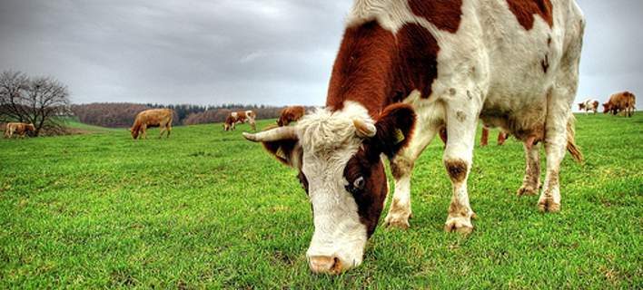 Ένα θαυματουργό χάπι για αγελάδες καταπολεμά το φαινόμενο του θερμοκηπίου