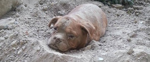 Γαλλία: Έθαψε το σκύλο του ζωντανό – Άπαντες ζητούν την παραδειγματική τιμωρία του (εικόνες)