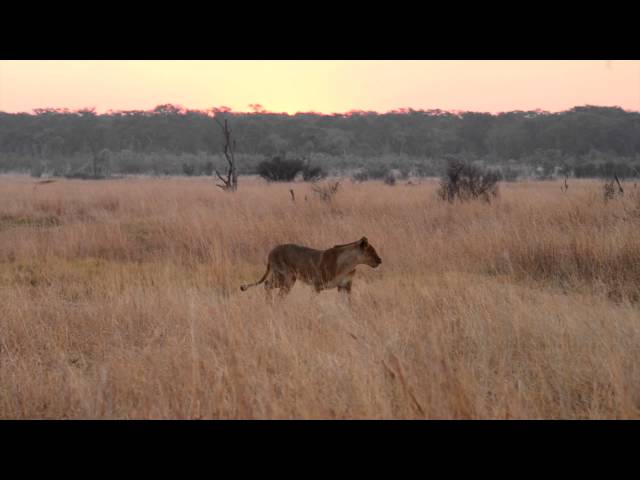 Τα λιονταράκια του Σεσίλ χαίρουν άκρας υγείας! (video)