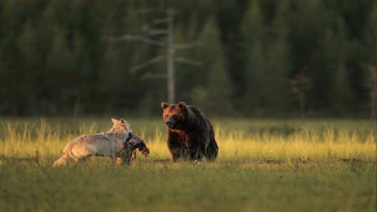 Φινλανδία: Αρκούδα και λύκος έχουν γίνει οι καλύτεροι φίλοι [εικόνες]