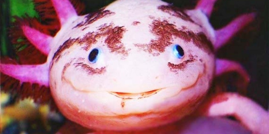 Axolotis: To εκπληκτικό ψάρι που “γελά” είναι πολύ επικίνδυνο
