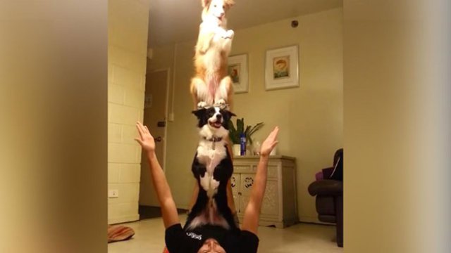 Δύο σκύλοι με απίστευτη ικανότητα ισορροπίας (βίντεο)