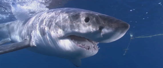 WSJ: “Τα σαγόνια του καρχαρία δεν είναι τόσο επικίνδυνα όσο θέλουμε να νομίζουμε”
