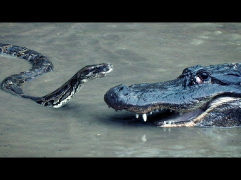 Μάχες ερπετών – Αλιγάτορας εναντίον πύθωνα [βίντεο]