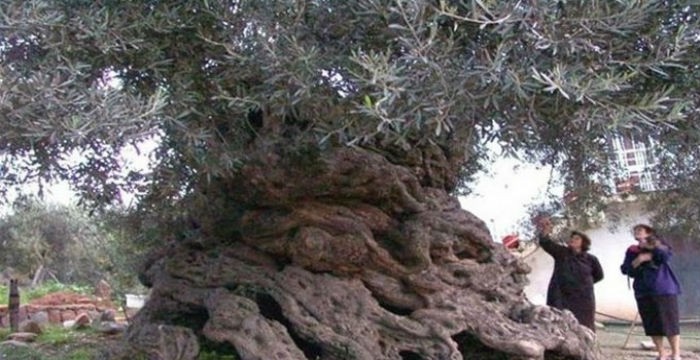 Στην Κρήτη τα αρχαιότερα δένδρα στον κόσμο – Ελιές ηλικίας χιλιάδων ετών [εικόνες]