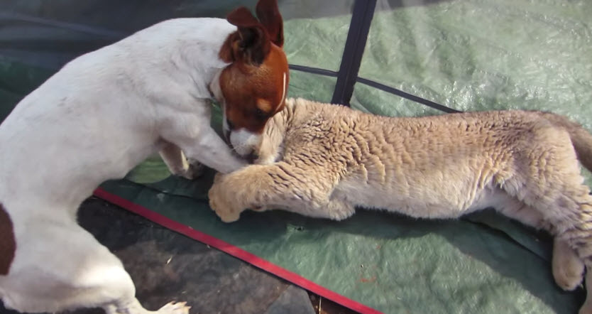 Σπάνιο λευκό λιονταράκι και σκύλοι έχουν γίνει οι καλύτεροι φίλοι – Σπάνιο βίντεο