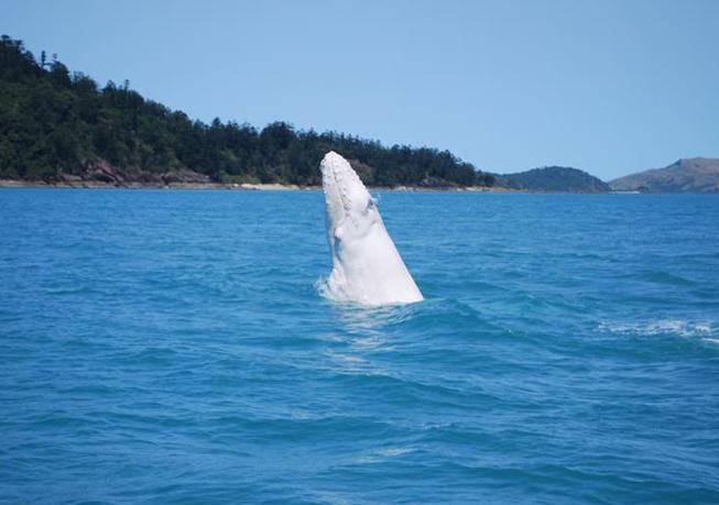 Δείτε τη σπάνια λευκή φάλαινα της Αυστραλίας (βίντεο)