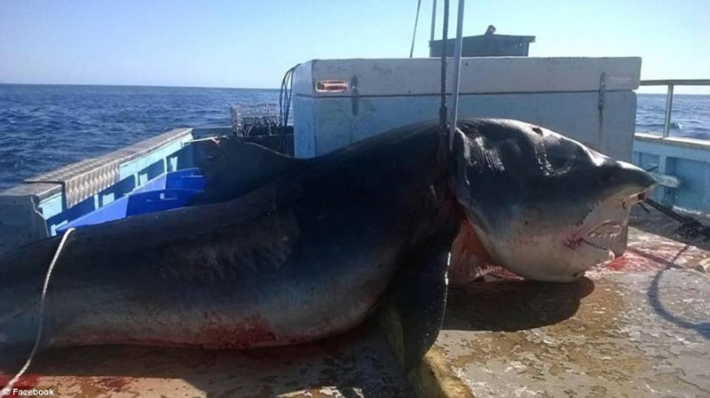 Καρχαρίας-τίγρης έξι μέτρων πιάστηκε στην Αυστραλία! [εικόνα]