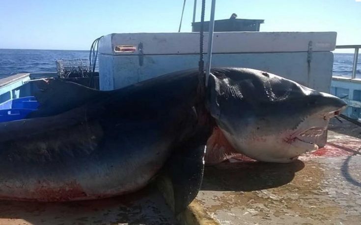 Ψαράς στην Αυστραλία έπιασε τετράμετρο καρχαρία-τίγρη – Δείτε τις φωτογραφίες του