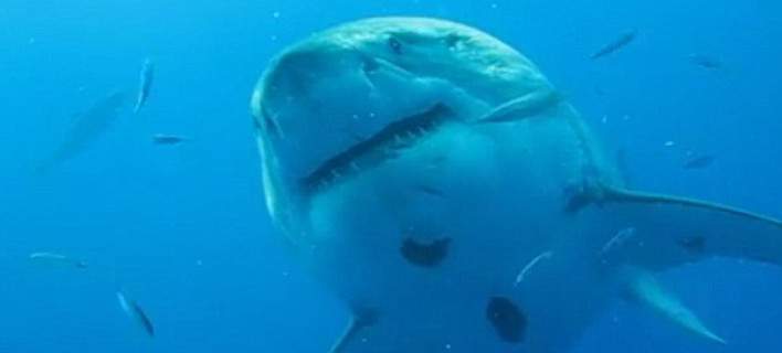 Ο μεγαλύτερος λευκός καρχαρίας της ιστορίας στο Μεξικό – Μήκους 6 μέτρων [εικόνες & βίντεο]