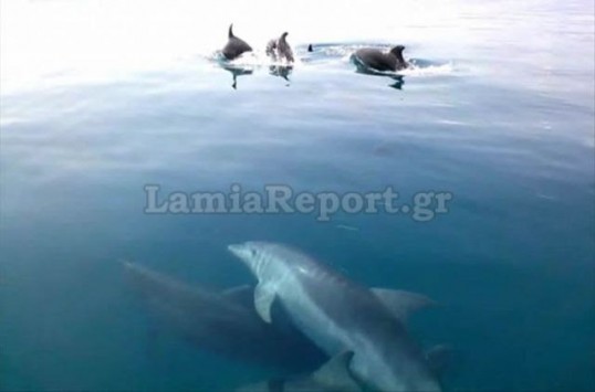 Απίθανο βίντεο με δελφίνια που παίζουν δίπλα σε βάρκα στη Στυλίδα (vid)