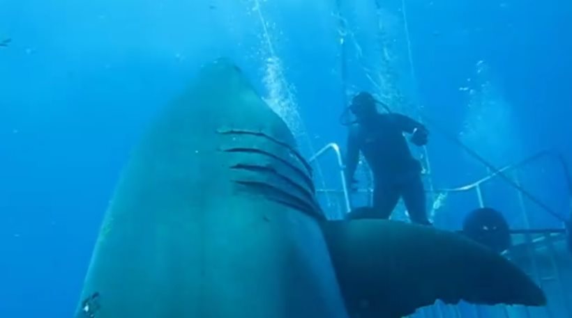 Δείτε το μεγαλύτερο λευκό καρχαρία που έχει καταγραφεί ποτέ με κάμερα [video]