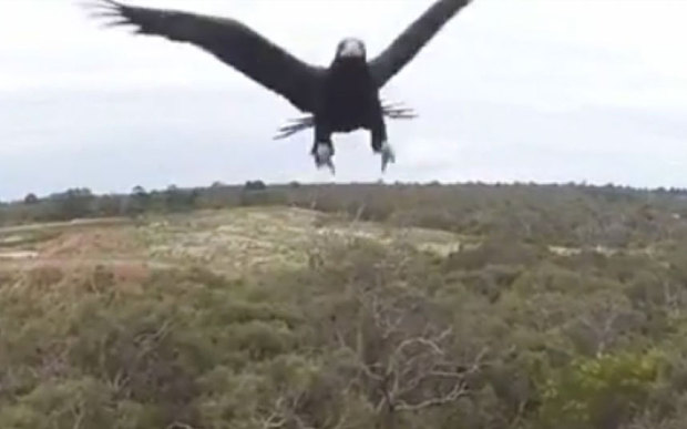 Επίθεση στον αέρα- Αετός βγάζει drone νοκ άουτ (βίντεο)
