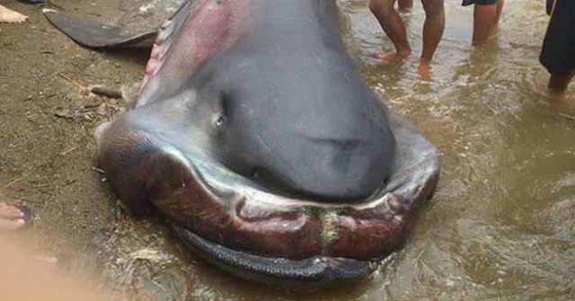 Καρχαρίας Megamouth: Ένα σπάνιο και τρομακτικό είδος! (εικόνες)