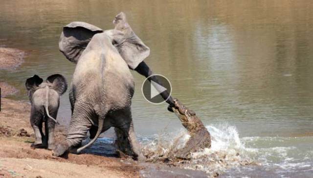 Επική μάχη: Κροκόδειλος αρπάζει ανυποψίαστο ελέφαντα από την προβοσκίδα (βίντεο)