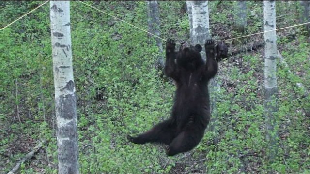 Αρκούδα “ακροβατεί” σε σχοινί για να πάρει το φαγητό… απίθανο βίντεο!