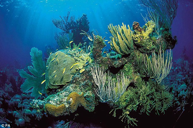Πεθαίνουν οι ωκεανοί της Γης- Εξαντλείται ο χρόνος για τη θαλάσσια ζωή προειδοποιούν οι ειδικοί