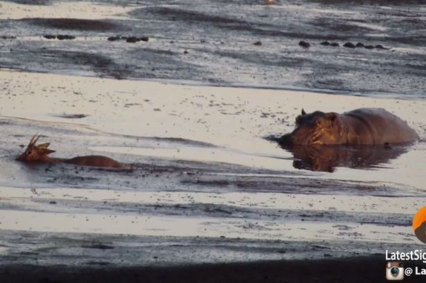Σκληρές εικόνες: Ιπποπόταμος εντοπίζει μικρή αντιλόπη που κόλλησε στη λάσπη [βίντεο]