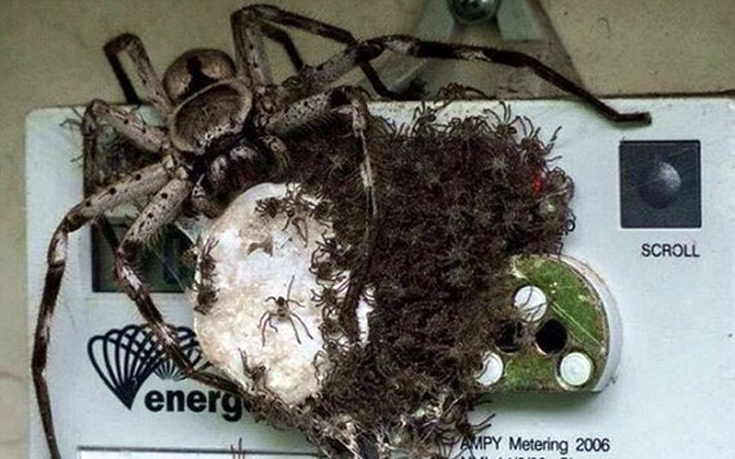 Τρομακτική αράχνη πάνω σε μετρητή ηλεκτρικού ρεύματος