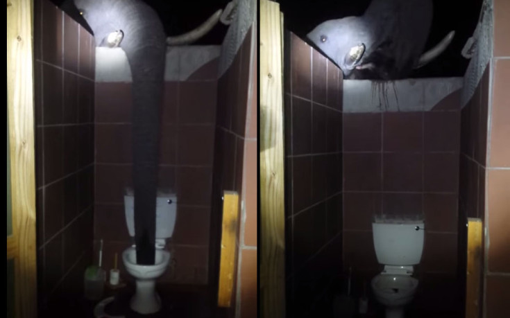 Επιδρομή ελέφαντα σε… τουαλέτα – Τι σου κάνει η δίψα [βίντεο]