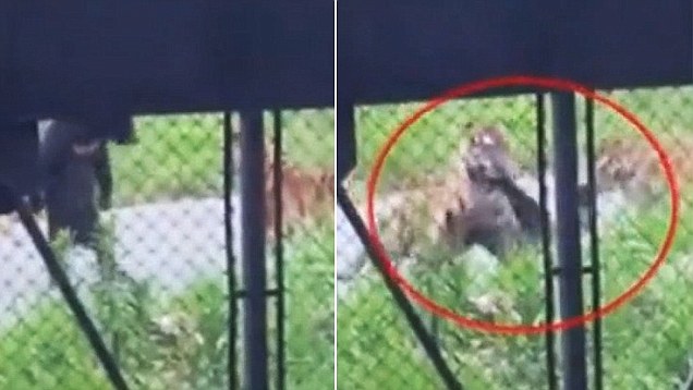 Τίγρεις κατασπάραξαν κυριολεκτικά αρκουδάκι σε ζωολογικό κήπο [βίντεο]