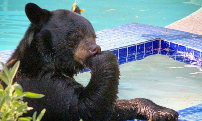Καναδάς: Η αρκούδα ζεστάθηκε και βούτηξε… σε πισίνα σπιτιού [βίντεο]
