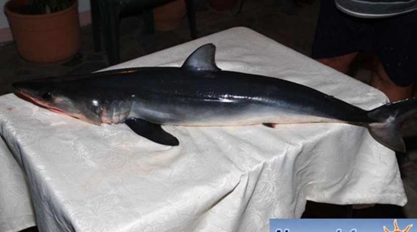 Βόλος: Καρχαρίας έχασε τον προσανατολισμό, μπήκε στον Παγασητικό και δείτε τι έγινε! (εικόνες)