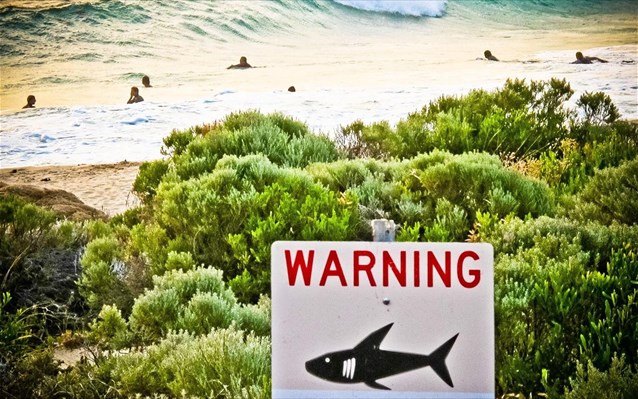 Αυστραλία: Περισσότεροι από 600 καρχαρίες έχουν πιαστεί και θανατωθεί τον τελευταίο χρόνο