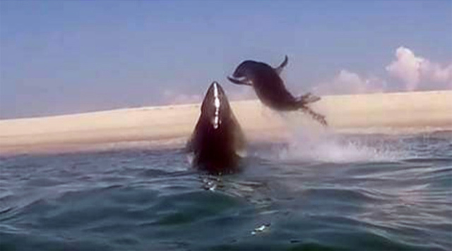 Mεγαλειώδης «αναμέτρηση» -Μάχη λευκού καρχαρία με φώκια (video)