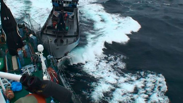 Ο πόλεμος της Sea Shepard στα φαλαινοθηρικά – Πεδίο μάχης όλοι οι ωκεανοί [βίντεο]